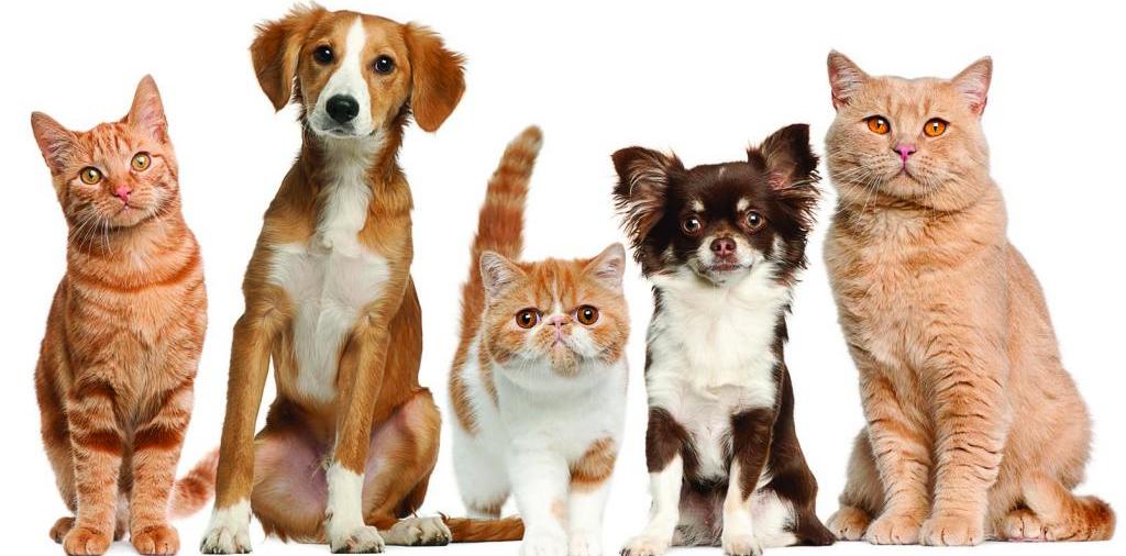Доска объявлений о животных | ЗооТом - продажа, вязка и услуги для животных в Карабаше