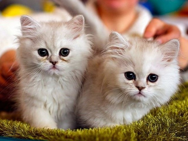 Породы кошек в Карабаше | ЗооТом портал о животных