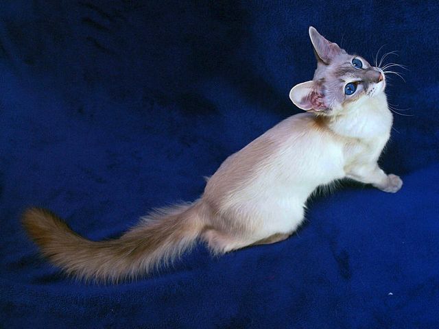 Выведенные породы кошек в Карабаше | ЗооТом портал о животных