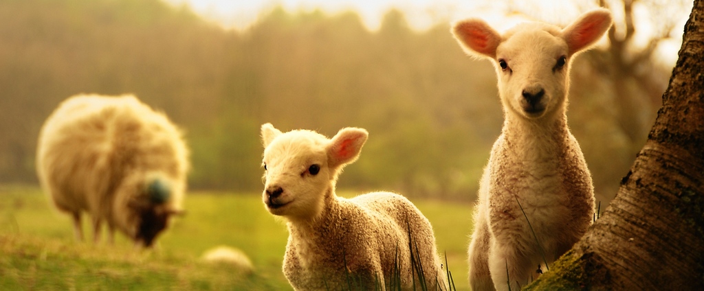 Объявления о сельскохозяйственных животных | ЗооТом - продажа, вязка и услуги для животных в Карабаше