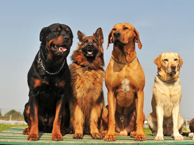 Крупные породы собак в Карабаше | ЗооТом портал о животных